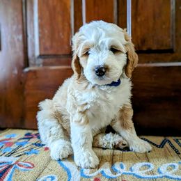 Bernedoodle Puppies from Puppies by Piper