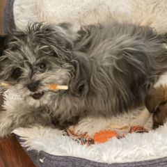 Shichons and Shorkies from Izzybee’s Small Paws