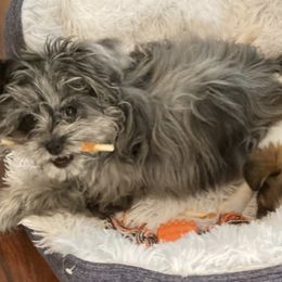 Shichons and Shorkies from Izzybee’s Small Paws