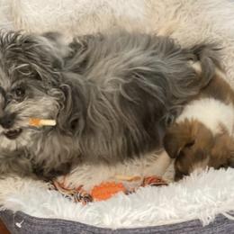 Shichons and Shorkies from Izzybee’s Small Paws
