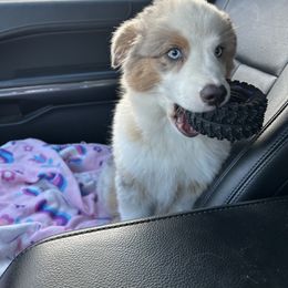 Australian Shepherd Puppies from Mud Path Australian Shepherds