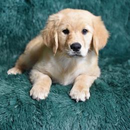 Twizzlers (Red Collar Girl) - Dark golden female Golden Retriever puppy in Peoria, Arizona from Dani’s Dawgs