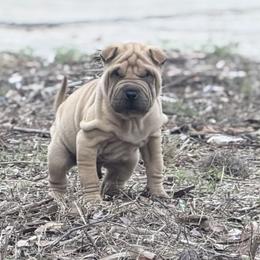 Lo'ak - Fawn male Chinese Shar-Pei puppy in Lehigh Acres, Florida from Florida Wrinkles