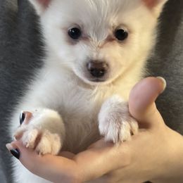Suckers - White female Pomsky puppy in Barryton, Michigan from JHS Pomsky