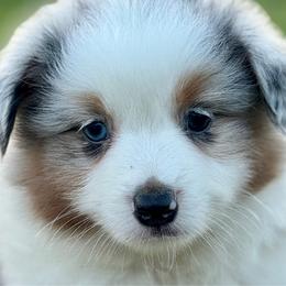 Maria - Blue merle female Miniature American Shepherd puppy in Clinton, Missouri from Mockingbirds American Minis