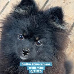Tripp--neutered before leaving - Black and tan male Pomeranian puppy in Kentucky from Em&M Pomeranians