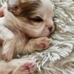 Goldendoodle and Shih Tzu Puppies from Angel Companions Farm