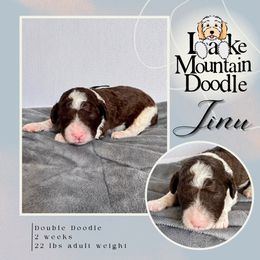 Jinu - Chocolate male Double Doodle puppy in Eagle Mountain, Utah from Lake Mountain Doodle