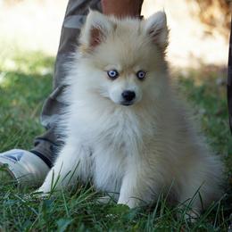 Pomsky, Rottweiler, Shetland Sheepdog, and Toy Shetland Sheepdog Puppies from Mountain High Kennels