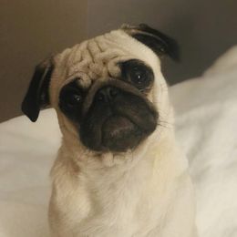 Pugs from Sweet Water
