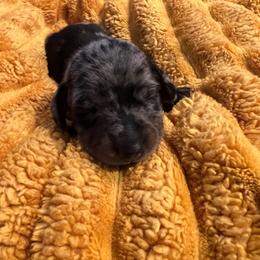 Luke - Dapple male Dachshund puppy in Meridian, Id 83646 3658, Idaho from Boise Best Mini Dachshunds