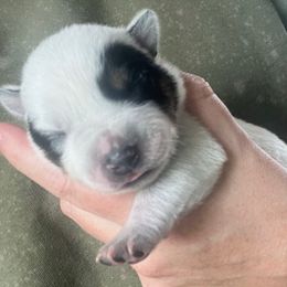 Female 3 - Blue female Australian Cattle Dog puppy in Irvington, Kentucky from Dry Valley’s Australian Cattle Dogs