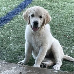 Golden Retriever All Grown Up from Amberidge Golden Retrievers