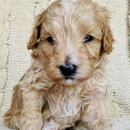 Franklin - Cream male Maltipoo puppy in Buckeye, Arizona from Little Loves Maltipoos