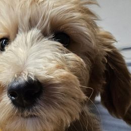 Girl 1 yellow - Apricot Goldendoodle puppy in Schertz, Texas from Kat's Teddydoodles
