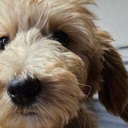 Girl 1 yellow - Apricot Goldendoodle puppy in Schertz, Texas from Kat's Teddydoodles