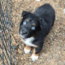 Jolly - Black tri-color male Australian Shepherd puppy in Washington from Arbor hill Australian Shepherds