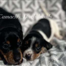 Dachshund Puppies from Camacho_Dachshunds