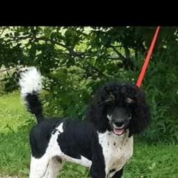 Poodle Puppies from Joy’s Logan Creek Poodles