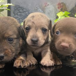 Dachshunds from The HotDog Stand