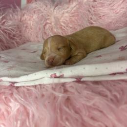 Sammy - Cream male Dachshund puppy in Lake City, Florida from My Ditzy Doxies of Florida