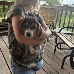Puppy 3 - Brown white and tan female Beagle puppy in Martinton, Illinois from Iroquois River Beagles