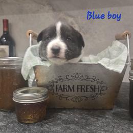 Blue - Black and white male Cardigan Welsh Corgi puppy in Lynchburg, Ohio from Old Iron Farm