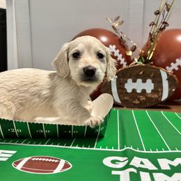 Piebald ee - Cream female Dachshund puppy in Crestview, Florida from Neverending Dachies