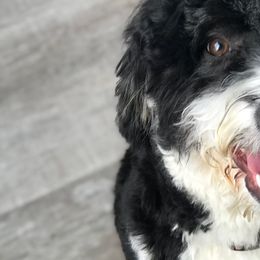 Assorted Doodle Crosses and Bernedoodles from Bernadoodles of long Island