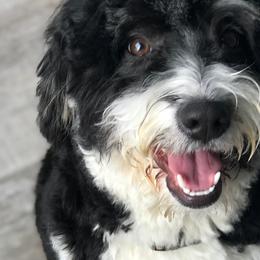 Assorted Doodle Crosses and Bernedoodles from Bernadoodles of long Island