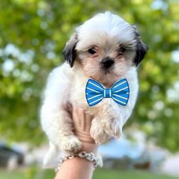 Boy 3 - Liver and white male Shih Tzu puppy in Seguin, Texas from Dolled Up Shih Tzus