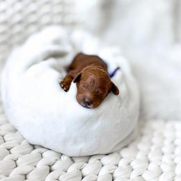 Mira - Red  female Goldendoodle puppy in Springville, Utah from Happy Doodle
