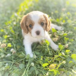 Cavalier King Charles Spaniel Puppies from Creekside Cavaliers