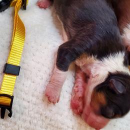 Miniature Australian Shepherd Puppies from Barnyard Mini Aussies