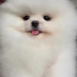 Tiffany - White female Pomeranian puppy in Visalia, California from Exotic_fresita_poms