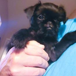 Galinda - Black female Brussels Griffon puppy in Pensacola, Florida from Fretwell's Fabulous Griffons