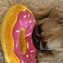 French Bulldog Puppies from Forever Friendchies