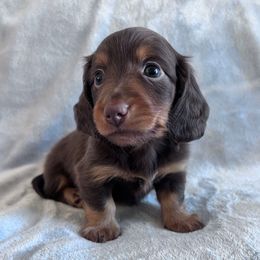 Winston (Cocoa) - Chocolate and tan male Dachshund puppy in Ocala, Florida from Weenie Boops