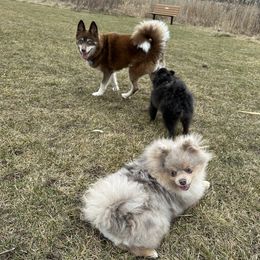 Pomskies from OG's Pomskies