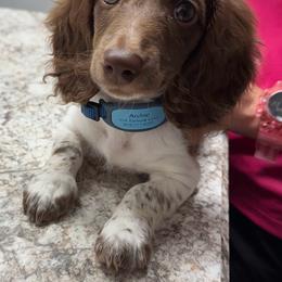 Archie - Dachshund