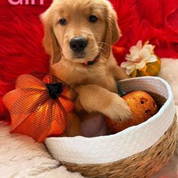 Golden retriever - Golden male Golden Retriever puppy in Huntington Beach, California from American True Golden retriever