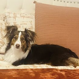 Finn - Miniature Australian Shepherd