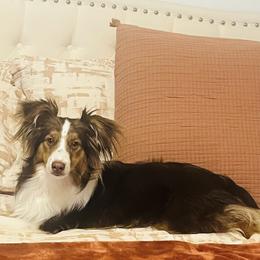 Finn - Miniature Australian Shepherd