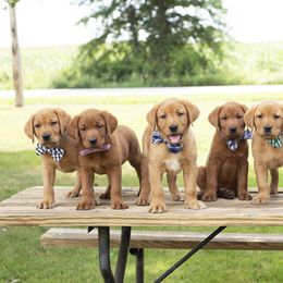 Labrador Retrievers from The Lab Clan