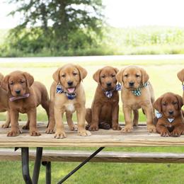 Labrador Retrievers from The Lab Clan