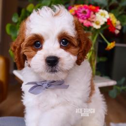 FIFA - Blenheim male Cavapoo puppy in Salado, Texas from Red Ranch Dogs