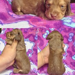 Po - Cream male Dachshund puppy in Hornbeck, Louisiana from A&Z Mini Dachshunds
