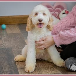 Nancy - Red female Cockapoo puppy in Connersville, Indiana from Deaz Doodle Ranch