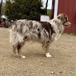 Gus - Australian Shepherd