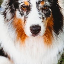 Astro - Australian Shepherd